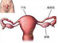 閉經 N91.201 下丘腦-垂體-卵巢軸功能或器質性病變