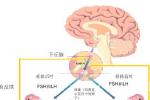 閉經 N91.201 下丘腦-垂體-卵巢軸功能或器質性病變