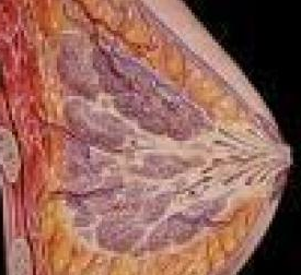 乳房疼痛 Breast pain