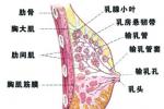 乳房疼痛 Breast pain