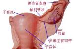 前庭大腺囊腫 前庭大腺炎 巴氏腺囊腫 巴索林囊腫