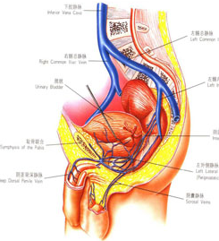 慢性盆腔炎 N73.151 