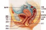 崩漏 功能失調性子宮出血