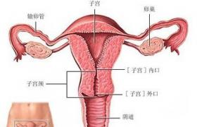 急性宮頸炎 子宮頸炎 急性子宮頸炎 宮頸炎