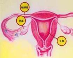 卵泡囊腫 孤立性卵泡囊腫 毛囊囊腫 濾泡囊腫