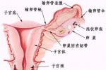 卵泡囊腫 孤立性卵泡囊腫 毛囊囊腫 濾泡囊腫