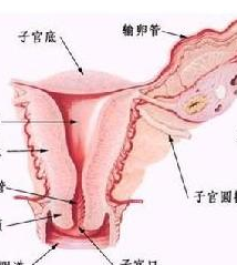 尿道肉阜 N36.201 尿道肉芽腫 尿道血管性息肉