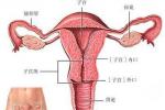 生殖道感染 Reproductive tract infections