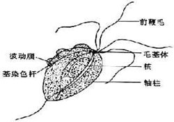陰道毛滴蟲病 滴蟲病