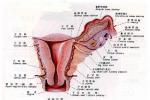 子宮發育異常 子宮畸形