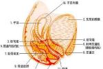 盆腔淤血綜合征 慢性盆腔被動性淤血綜合癥 卵巢 盆腔淤血