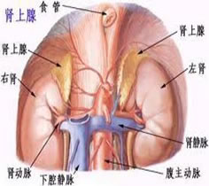 妊娠合並皮質醇增多癥 妊娠合並庫欣綜合征 妊娠合並腎上腺皮質功