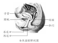 妊娠合並支原體感染