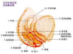 產後泌尿道感染 分娩後泌尿道感染