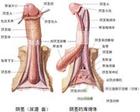 包皮龜頭炎 N48.101 