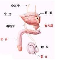 精囊炎 Seminal