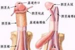 勃起功能障礙 勃起機能障礙 勃起無力 陽萎 陽痿