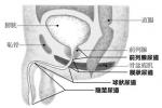 非特異性尿道炎