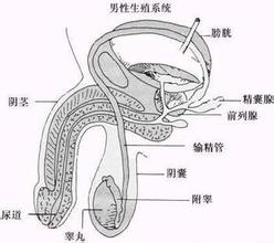 男性生殖器外傷 Male genital trauma