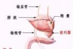 男性生殖器外傷 Male genital trauma