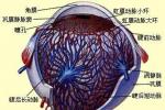視網膜分支動脈阻塞