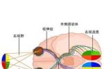 視交叉病變 Suprachiasmatic lesions