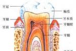 牙髓炎 K04.005 Pulpitis 牙髓退變 牙髓壞死 牙髓病