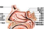 鼻息肉 鼻腔腫物 鼻竇腫物 鼻痔