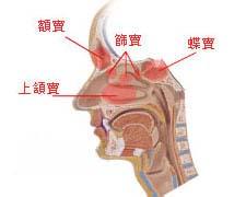 慢性鼻炎 J31.004 chronic rhinitis