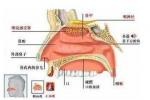 慢性鼻炎 J31.004 chronic rhinitis