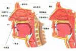 慢性鼻炎 J31.004 chronic rhinitis