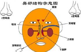 鼻前庭炎 J34.808 鼻前庭皮膚彌漫性炎癥 鼻疳