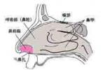 鼻前庭炎 J34.808 鼻前庭皮膚彌漫性炎癥 鼻疳