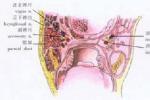 先天性鼻咽部狹窄及閉鎖