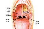 咽扁桃體肥大 腺樣體肥大