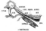 中耳氣壓傷 Middle ear barotrauma