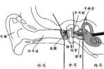 中耳氣壓傷 Middle ear barotrauma