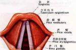 咽結核 咽部結核