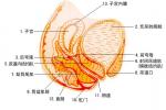 子宮內膜炎 N71.903 子宮炎