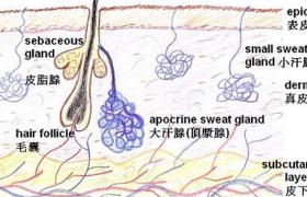 狐臭 腋臭 臭汗癥