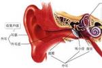 外耳炎 外耳道炎 外耳道癤 彌漫性外耳道炎