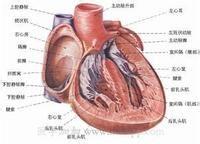 小兒病毒性心肌炎