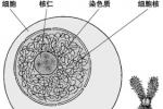 小兒馬方綜合征 小兒Marfan-Achard綜合征 小兒長指晶狀體半脫位綜合征 小兒馬凡氏綜合征 小兒馬凡綜合癥 小兒馬方氏綜合征 小兒先天性中胚層營養不良 小兒肢體細長癥 小兒蜘蛛指 小兒蜘蛛指 趾 小兒蜘蛛指