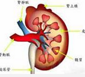 小兒急性腎小球腎炎 小兒急性鏈球菌感染後腎小球腎炎