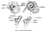 橈骨頭半脫位 牽拉肘