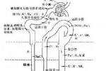 小兒尿路梗阻 小兒泌尿系統梗阻