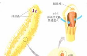 小兒范科尼綜合征 小兒Fanconi綜合征 小兒戴-佈二氏貧血 小兒凡科尼綜合征 小兒范科尼綜合癥 小兒范可尼血虛 小兒復合腎小管轉運缺陷癥