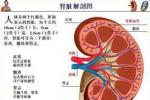 小兒范科尼綜合征 小兒Fanconi綜合征 小兒戴-佈二氏貧血 小兒凡科尼綜合征 小兒范科尼綜合癥 小兒范可尼血虛 小兒復合腎小管轉運缺陷癥