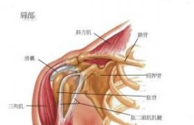 反應性關節炎 reactive arthritis ReA 賴特綜合征