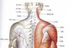 頸肩痛 凝肩 漏肩風 凍結肩